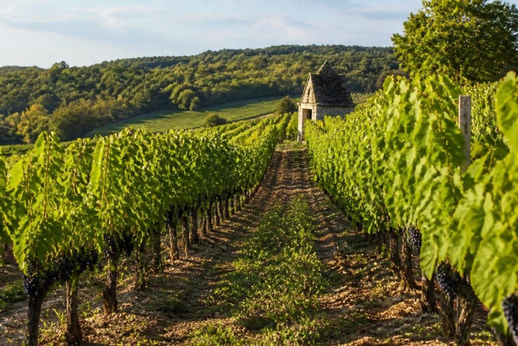 découvrez le domaine de la marinière, un vignoble biologique réputé pour ses vins d’appellation chinon alliant tradition et qualité authentique.